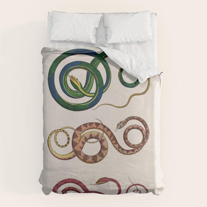 Albertus Seba Three Snakes Illustration  Duvet Cover Gallery Image 1