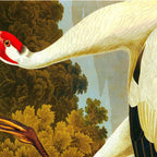 Whooping Crane Coffee Mug Gallery Image 2