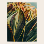 Summer Leaves Poster Gallery Image 4