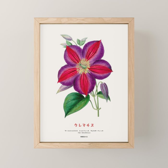 Clematis Japanese Flower Mini Art Print Gallery Image 1