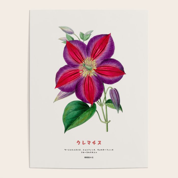 Clematis Japanese Flower Poster Gallery Image 4