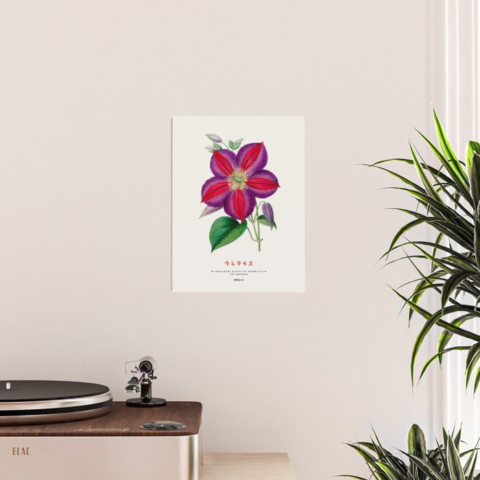 Clematis Japanese Flower Poster Gallery Image 2
