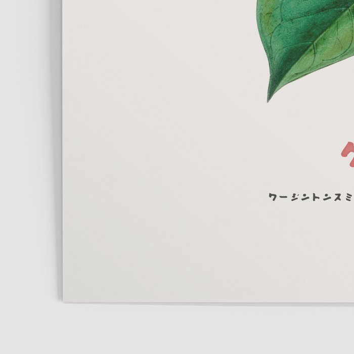 Clematis Japanese Flower Poster Gallery Image 3
