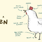 Anatomy of a Chicken Coffee Mug Gallery Image 2