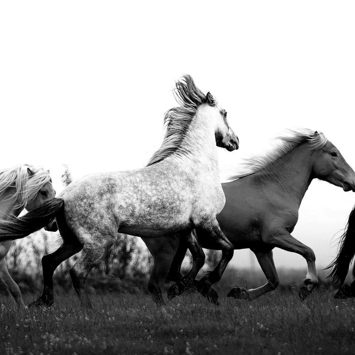 Art in motion - running horses black and white Coffee Mug Gallery Image 2