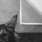 The Nightwatch Cat at the Absinthe bar black and white photograph / art photography Wall Tapestry Gallery Image 3