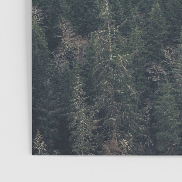 Pacific Northwest Forest - Nature Photography Poster Gallery Image 3