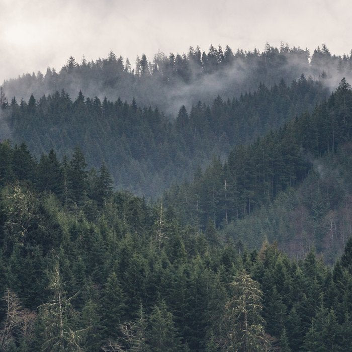 Pacific Northwest Forest - Nature Photography Coffee Mug Gallery Image 2