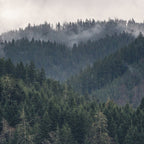Pacific Northwest Forest - Nature Photography Coffee Mug Gallery Image 2