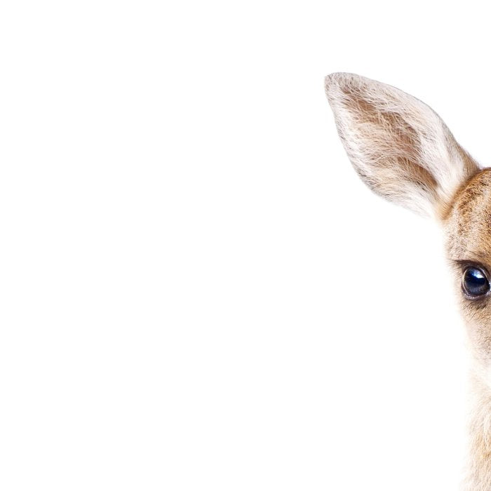 Baby Deer, Woodland Animals, Kids Art, Baby Animals Art Print By Synplus Coffee Mug Gallery Image 2