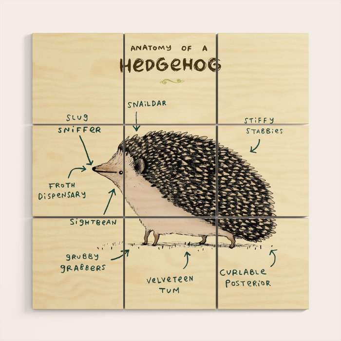 Anatomy of a Hedgehog Wood Wall Art Gallery Image 1