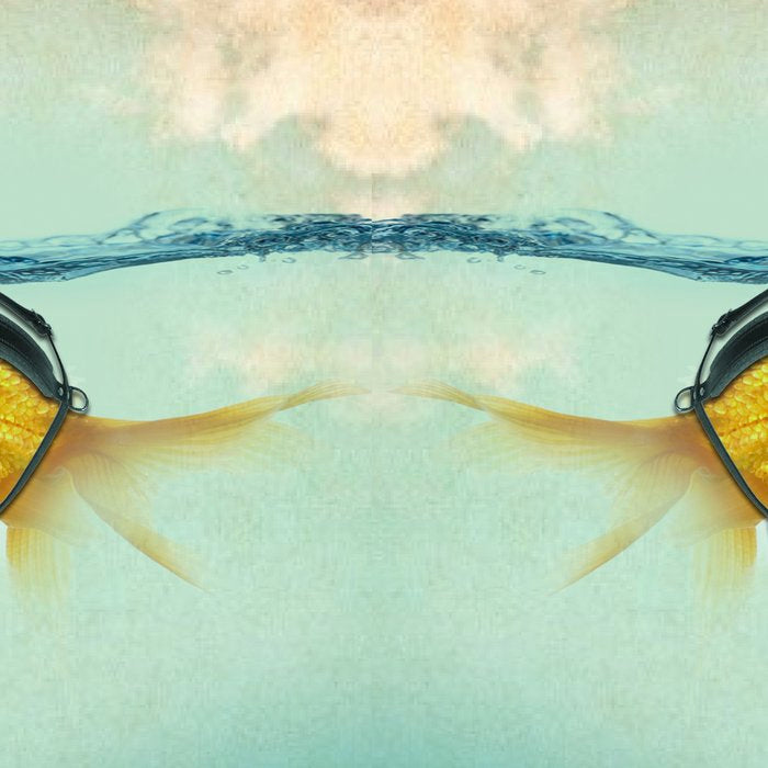 Brilliant DISGUISE - Goldfish with a Shark Fin Coffee Mug Gallery Image 2