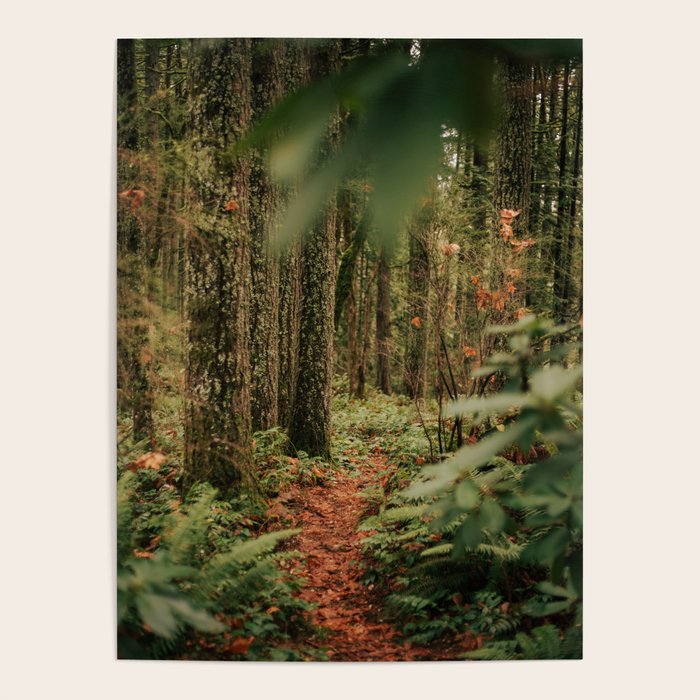 Forest Trail IV Poster Gallery Image 4