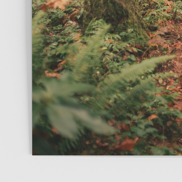 Forest Trail IV Poster Gallery Image 3