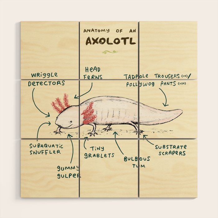 Anatomy of an Axolotl Wood Wall Art Gallery Image 1