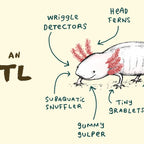 Anatomy of an Axolotl Coffee Mug Gallery Image 2