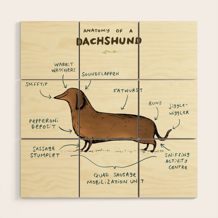 Anatomy of a Dachshund Wood Wall Art Gallery Image 1