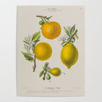 Citrus from "Flore dâAmÃ©rique" by Ãtienne Denisse, 1840s Poster Gallery Image 4