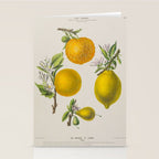 Citrus from "Flore dâAmÃ©rique" by Ãtienne Denisse, 1840s Stationery Card Gallery Image 2