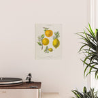 Citrus from "Flore dâAmÃ©rique" by Ãtienne Denisse, 1840s Poster Gallery Image 2