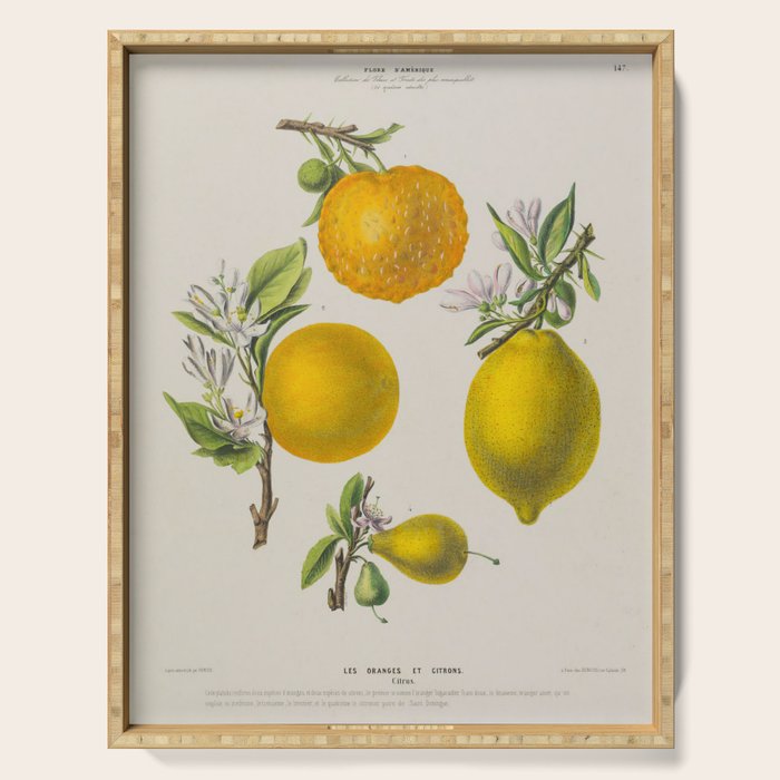 Citrus from "Flore dâAmÃ©rique" by Ãtienne Denisse, 1840s Serving Tray Gallery Image 1