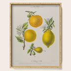 Citrus from "Flore dâAmÃ©rique" by Ãtienne Denisse, 1840s Serving Tray Gallery Image 1