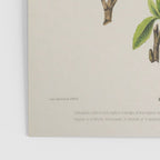 Citrus from "Flore dâAmÃ©rique" by Ãtienne Denisse, 1840s Poster Gallery Image 3