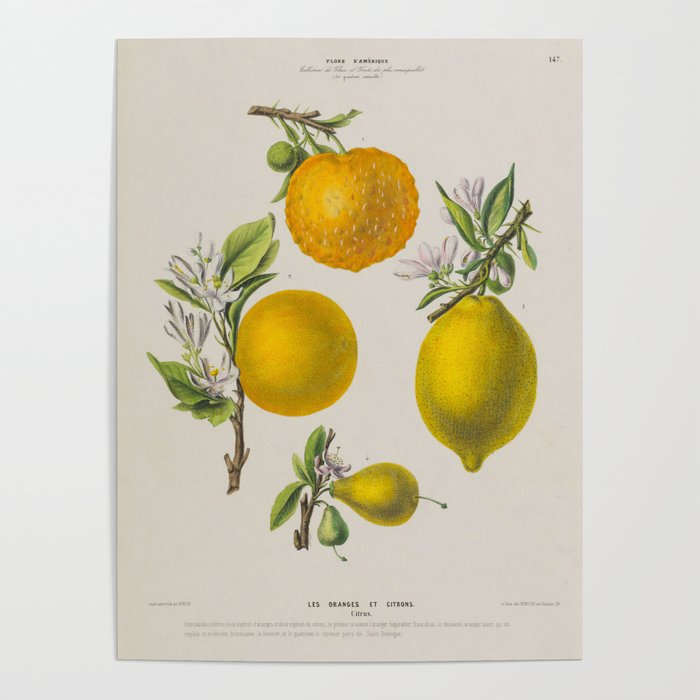 Citrus from "Flore dâAmÃ©rique" by Ãtienne Denisse, 1840s Poster Gallery Image 1