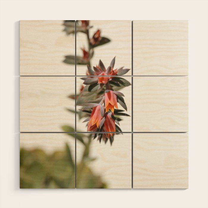 Summer Succulent #1 Wood Wall Art Gallery Image 1