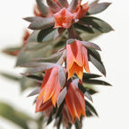 Summer Succulent #1 Coffee Mug Gallery Image 2