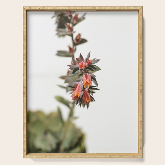 Summer Succulent #1 Serving Tray Gallery Image 1