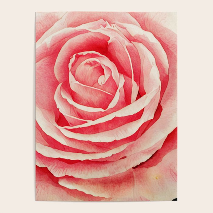 Close up pink rose Poster Gallery Image 1