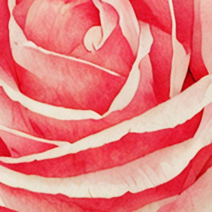 Close up pink rose Coffee Mug Gallery Image 2