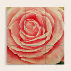 Close up pink rose Wood Wall Art Gallery Image 1