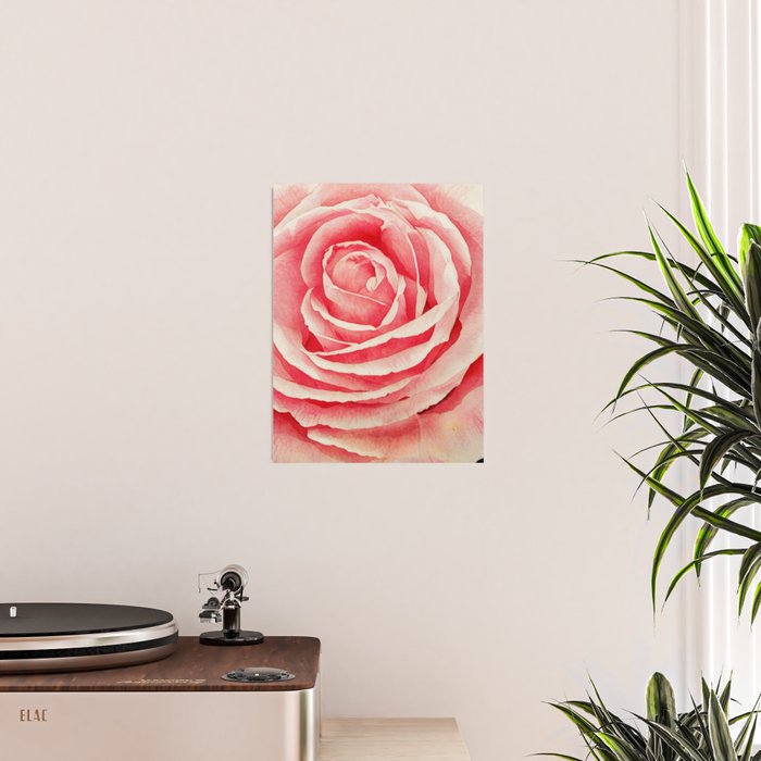 Close up pink rose Poster Gallery Image 2