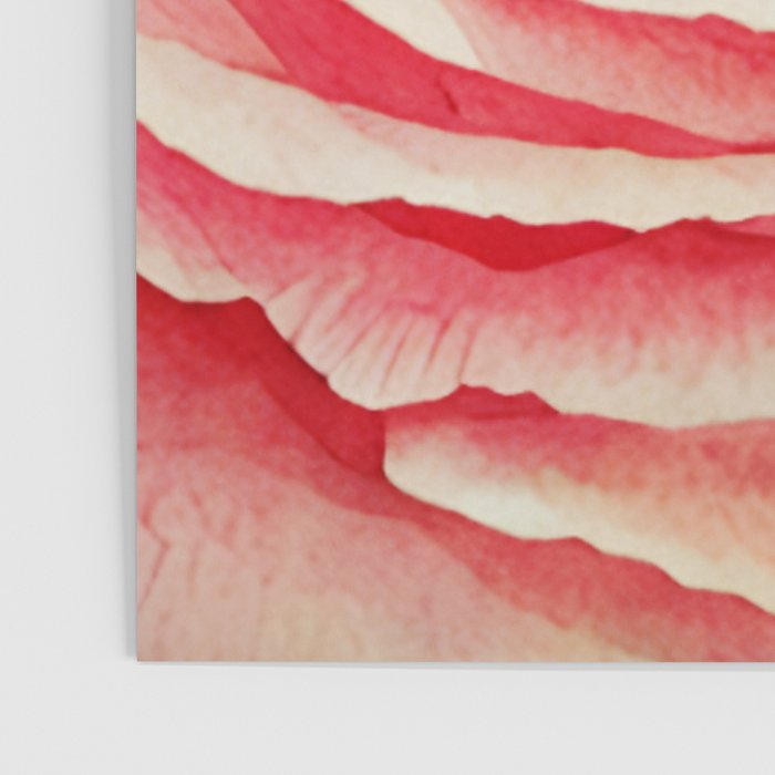 Close up pink rose Poster Gallery Image 3