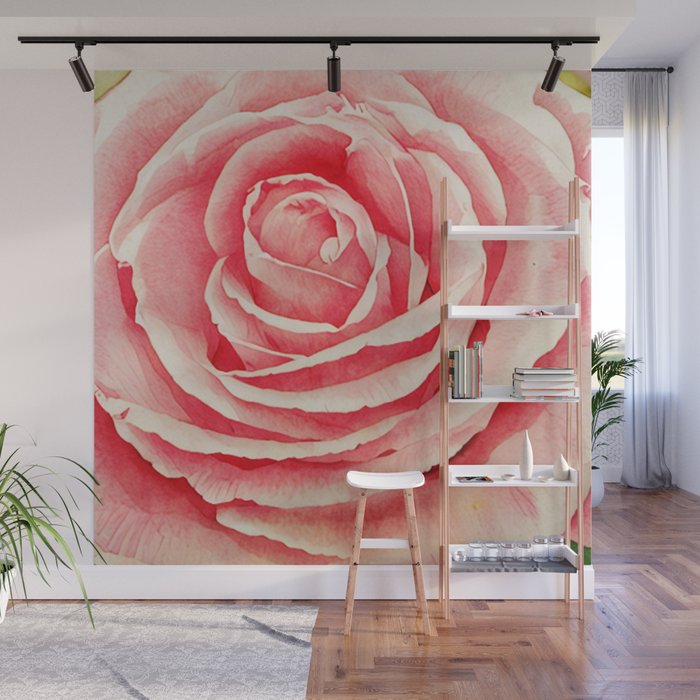 Close up pink rose Wall Mural Gallery Image 1