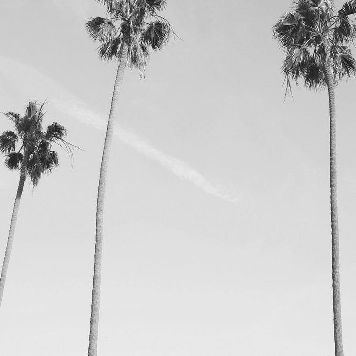 Black & White Palm Trees, Beach Palms Coffee Mug Gallery Image 2