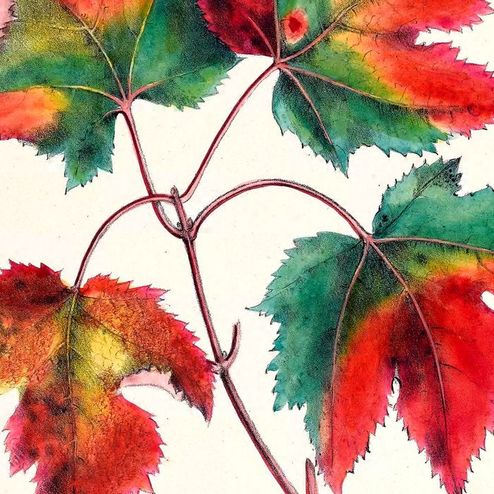 Red maple by Clarissa Munger Badger, 1859 (benefitting The Nature Conservancy) Coffee Mug Gallery Image 2