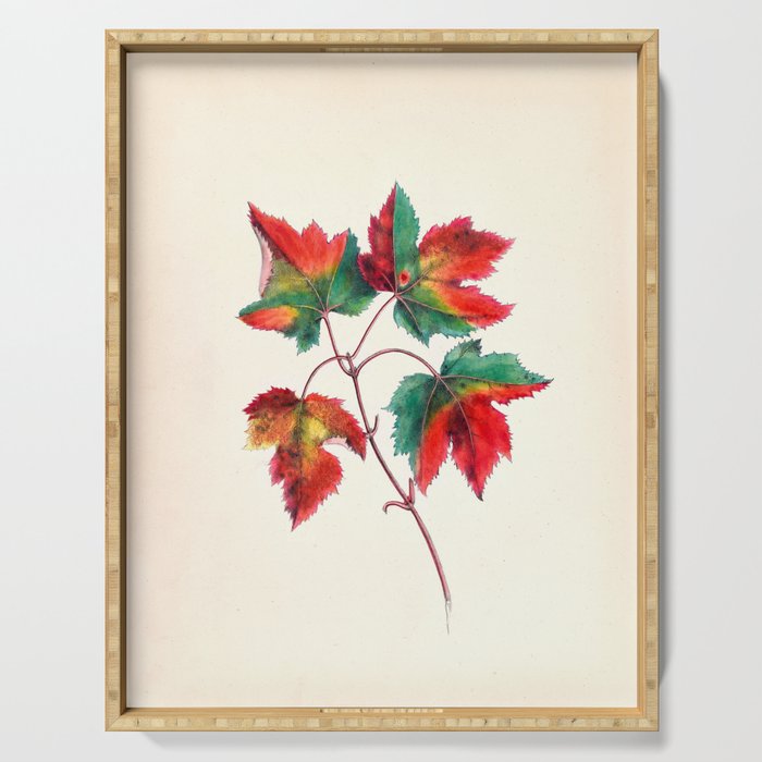 Red maple by Clarissa Munger Badger, 1859 (benefitting The Nature Conservancy) Serving Tray Gallery Image 1