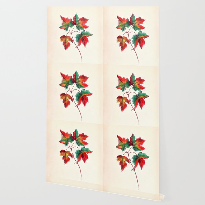 Red maple by Clarissa Munger Badger, 1859 (benefitting The Nature Conservancy) Wallpaper Gallery Image 2