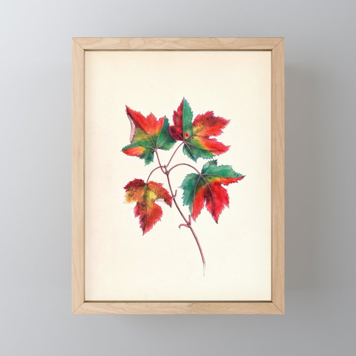 Red maple by Clarissa Munger Badger, 1859 (benefitting The Nature Conservancy) Mini Art Print Gallery Image 1