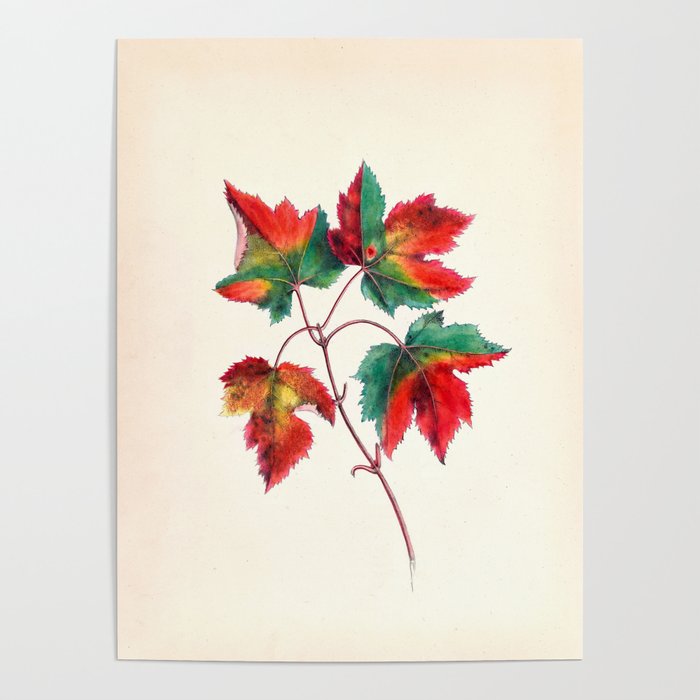 Red maple by Clarissa Munger Badger, 1859 (benefitting The Nature Conservancy) Poster Gallery Image 4