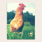 The Life of a Chicken Notebook Gallery Image 4