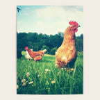The Life of a Chicken Poster Gallery Image 4