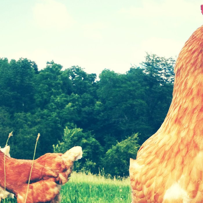 The Life of a Chicken Coffee Mug Gallery Image 2