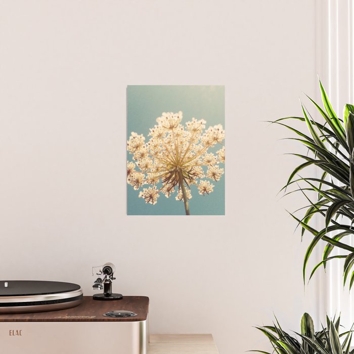 Queen Anne's Lace Poster Gallery Image 2