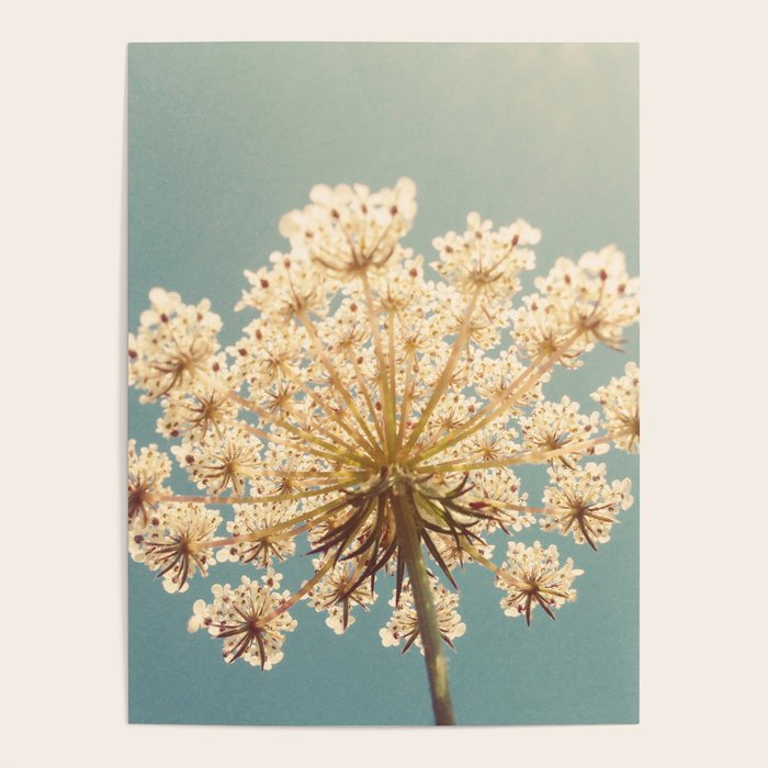 Queen Anne's Lace Poster Gallery Image 4
