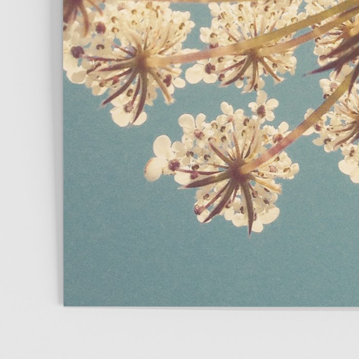 Queen Anne's Lace Poster Gallery Image 3