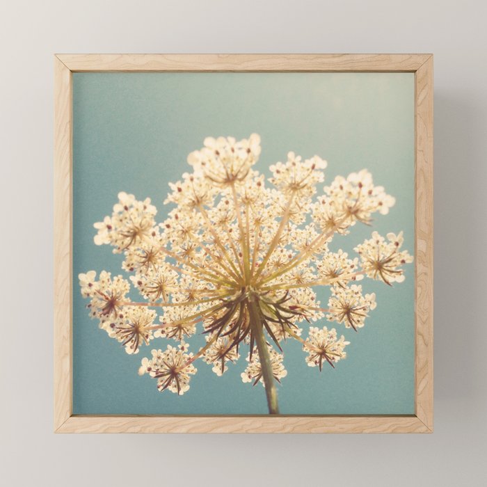 Queen Anne's Lace Mini Art Print Gallery Image 1